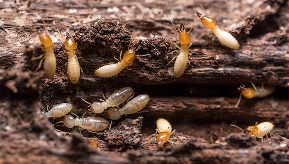 Termite and wood destroying organisim (WDO) inspection services from Your Guardian Inspection