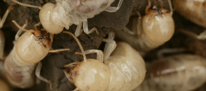 Get a termite (or wood destroying organism) inspection from Your Guardian Inspection